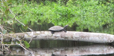 Photo Charapa on log